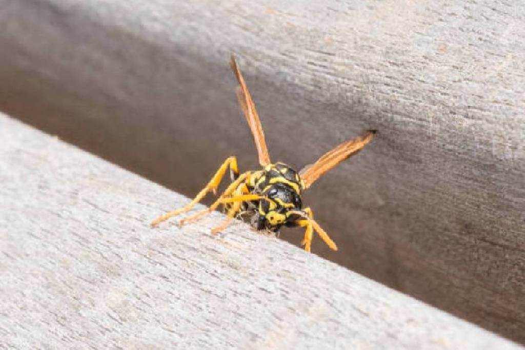 Safeguarding Your Teak Memorial Bench: A Guide to Wasp-Proofing